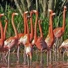 Flamingo Strut